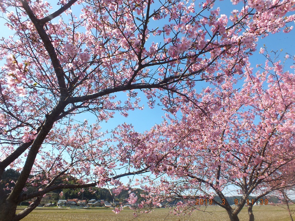 桜