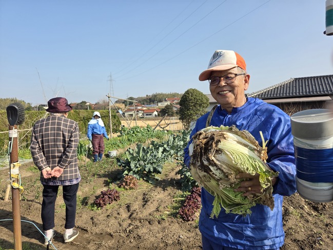 大きな白菜２