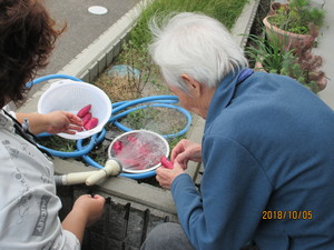 さつま芋１